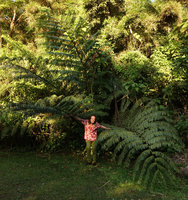 Patrick Blanc among the huge fronds of Angiopteris evecta at a forest edge, Tomohon, Sulawesi, Aug. 2015