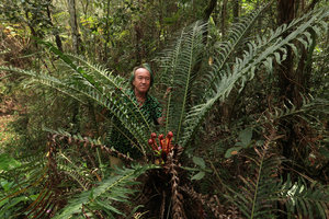 Patrick Blanc among the huge fronds of Neoblechnum brasiliense, Serra do Tabuleiro, Santa Catarina, Brazil, Oct. 2018