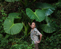 Patrick Blanc among the huge leaves of a flowering Alocasia balgooyi, Bambapuang, Enrekang, South Sulawesi, June 2019