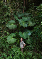 Patrick Blanc among the huge leaves of Alocasia balgooyi, Bambapuang, Enrekang, South Sulawesi, June 2019