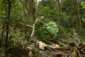Patrick Blanc among the huge leaves of a Philodendron maximum individual fallen with a treefall gap, Tarapoto lake, Leticia, Colombia, Nov. 2016