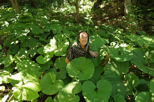Patrick Blanc among the huge leaves of Petasites japonicus ssp giganteus,Tokachi, Hokkaido, Japan, July 2015