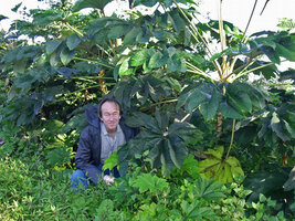 Patrick Blanc among the huge leaves of Tetrapanax papyrifer, Meghalaya, India, Dec. 2003