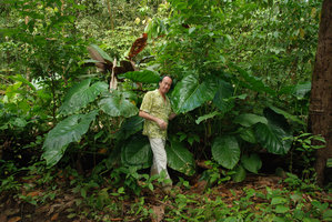 Patrick Blanc among the huge Philodendron pterotum leaves, Osa, Costa Rica, Jan. 2011