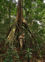 Patrick Blanc among the huge stilt roots of Uapaca guineensis, Mont des Elephants, Kribi, Cameroon, March 2018