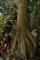 Patrick Blanc among the huge thick stilt roots and looking at the straight trunk of Dracaena arborea, Campo, Cameroon, March 2018