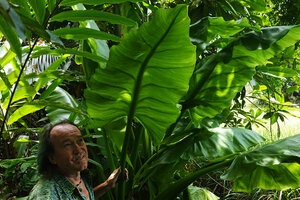Patrick Blanc among the huge Typhonodorum lindleyanum leaves, Ngezi FR, Pemba, Tanzania, Jan. 2021