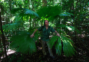 Patrick Blanc among the large fan shaped leaves of Saribus (syn. Livistona) rotundifolius, Tangkoko NP, Sulawesi, April 2024
