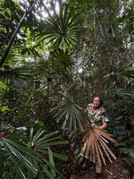 Patrick Blanc among the leaves of a Licuala, Taman Negara, Malaysia, Sept. 2025