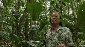 Patrick Blanc among the Licuala triphylla leaves, Deramakot FR, Sabah, Borneo, July 2022