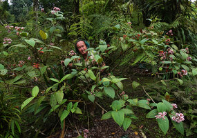 Patrick Blanc among the light pink flowers and orange berries of Medinilla alpestris, Tjibodas, Java, April 2024