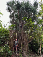 Patrick Blanc among the long aerial roots of Dracaena multiflora, a very uncommon habit but concerning most individuals on this island, Malapascua, Philippines, Dec. 2024