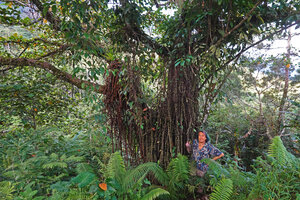 Patrick Blanc among the long flagelliflorous stems covered with tiny figs of Ficus minahassae, Malaunay, 1000 m asl, Valencia, Negros Oriental, Philippines, Jan. 2025