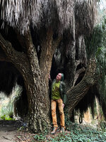 Patrick Blanc among the multople trunks of a very old Nolina longifolia, Serre de la Madone, Menton, France, Nov. 2021