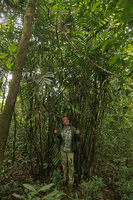 Patrick Blanc among the numerous stems of a Pinanga gracilis clump, Putao, Kachin, Myanmar, Dec. 2017