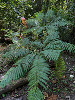 Patrick Blanc among the pedate fronds of Pteris wallichiana in forest understory, Paitchau forest, Nino Konis Santana NP, Timor-Leste, Aug. 2026