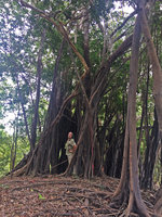 Patrick Blanc among the pillar roots of a banyan Ficus in seasonally flooded varzea forest, Tarapoto lake, Leticia, Colombia, Nov. 2016