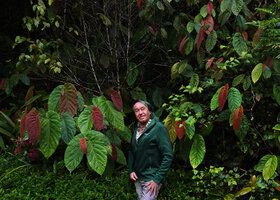 Patrick Blanc among the plagiotropic stems of Ficus megaleia with pendant asymmetric leaves bright red while young, Mt kinabalu, 1600 m asl, Sabah, Borneo, July 2022