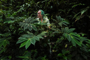Patrick Blanc among the plagiotropic sympodial stems of the bullate leaved Piper appendiculatum, Mashpi FR, Pichincha, Ecuador, Aug. 2021
