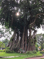 Patrick blanc among the roots of an old Ficus elastica, Ho Chi Minh City, Vietnam, Nov. 2019