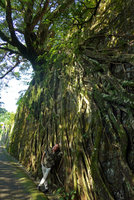 Patrick Blanc among the roots of an old Ficus microcarpa installed at the top od a stone wall, Pok Fu Lam trail entrance, Victoria peak, Hong Kong, Oct. 2015