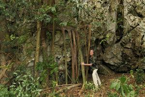 Patrick Blanc among the roots of Ficus citrifolia at the base of a mogote, Valle de Vinales, Cuba, Feb. 2017.jpeg