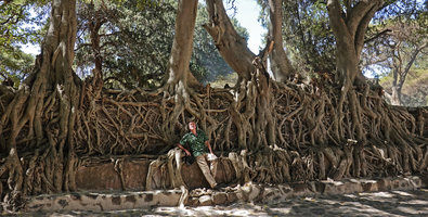 Patrick Blanc among the roots of Ficus thonningii covering the stone walls of the Baths of Fasiladas, Gondar, Ethiopia, Jan. 2019