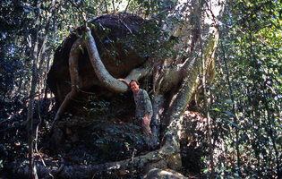 Patrick Blanc among the roots of Tetrameles nudiflora in the Phnom Kulen forest, just north of Angkor, Cambodia, May 2004