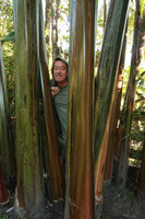 Patrick Blanc among the stems of a Musa, Bromo volcano, Java, April 2018