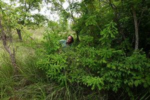 Patrick Blanc among the stems of Euphorbia biselegans in woodland, Lupita island, Kipili, Lake Tanganyika, Tanzania, Jan. 2021