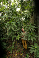 Patrick Blanc among the tall stems of a Palisota species of the Palisota hirsuta alliance, Lohendje, Cameroun, March 2017