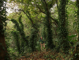 Patrick Blanc among tree trunks covered by the climbing Piper hancei, forest in the Fairy Lake Botanical Garden, Shenzhen, China, Feb. 2018