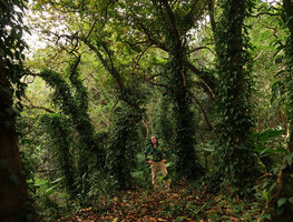Patrick Blanc among tree trunks covered by the climbing Piper hancei, forest in the Fairy Lake Botanical Garden, Shenzhen, China, Feb. 2018