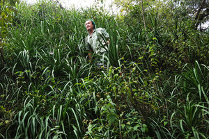 Patrick Blanc among young Beaucarnea pliabilis, Chicaman, Quiche, Guatemala, Dec. 2019