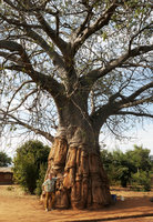 Patrick Blanc and a baobab, Adansonia digitata whose bark has been repeatedly peeled, Salima, Malawi, Aug. 2017