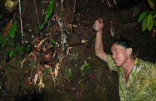 Patrick Blanc and a Begonia nigritarum population on a vertical shaded seeping rock, Estrella Falls, Narra, Palawan, Philippines, May 2011
