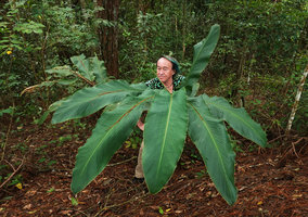 Patrick Blanc and a big leaved ginger, probably an Alpinia species, Datanla Waterfall, Dalat, Vietnam, Nov. 2019