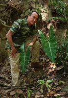 Patrick Blanc and a big leaved individual of Alocasia longiloba,Temenggor, Perak, Malaysia, Feb. 2019