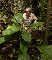 Patrick Blanc and a big leaved Mrantaceae, probably a Phrynium, Tenaru Falls, Guadalcanal, Solomon Islands, Sept. 2019