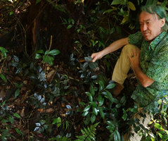 Patrick Blanc and a blackish shiny Elatostema, Mt Kinabalu, Sabah, Borneo, Aug. 2018
