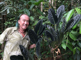 Patrick Blanc and a black leaved form of Piper augustum in forest understory, Calanoa, Leticia, Colombia, Nov. 2016