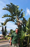 Patrick Blanc and a blooming Strelitzia nicolai, Cannes, France, June 2021