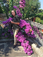Patrick Blanc and a Bougainvillea, probably the elusive Bougainvillea x specto-glabra, Buyukada, Prince&#039;s island, Istanbul, Sept. 2015