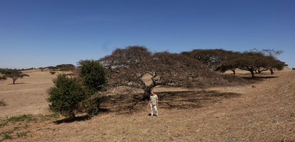 Patrick Blanc and Acacia abyssinica, Gondar, Ethiopia, Jan. 2019