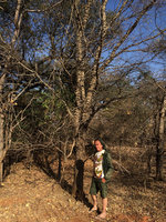 Patrick Blanc and Acacia nigrescens with prominent spiny knobs, Victoria Falls, Zambia, Sept. 2017
