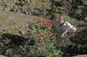 Patrick Blanc and Acanthus sennii, a  narrow leaved form, Addis Zemen, Amhara, Ethiopia, Jan. 2019