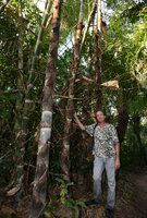 Patrick Blanc and a clump of the spiny bamboo, Guadua angustifolia, Bonito, Brazil, July 2012