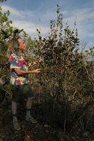 Patrick Blanc and a Coccoloba on serpentine rocks, Holguin, Cuba, Feb.2017
