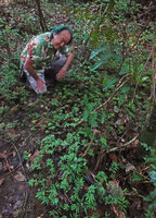 Patrick Blanc and a dense vegetative population of Elatostema goudotianum, Mantadia NP, Madagascar, Aug. 2024