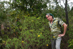 Patrick Blanc and a flowering flowering Hypericum terrae-firmae, Mountain Pine Ridge Reserve, Belize, Jan. 2020